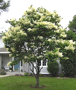 Japanese-Lilac-Tree small tree.gif