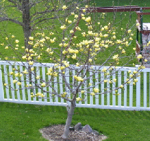 Magnolia--Butterflies- small tree by Midwest Gardening.gif