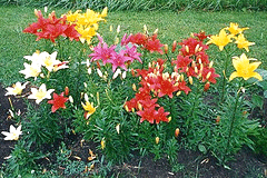Asiatic-Lily-bed.gif
