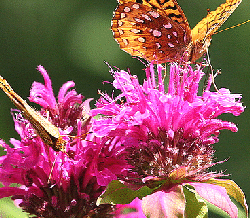 Bee-Balm---Butterfly.gif