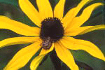 blackeyed-susan.gif
