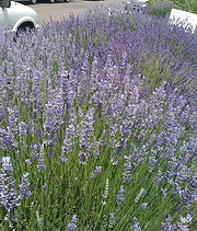 Lavandula-intermedia--Grosso-.gif