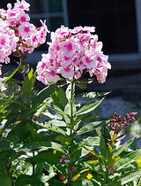 Phlox--Bright-Eyes-.gif