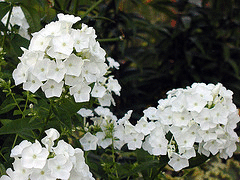 Phlox-paniculata--David--by-Bill-Murray.gif