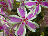 Phlox-subulata--Candy-Stripe-.gif