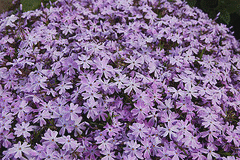 Phlox-subulata--Emerald-Cushion-Blue--by-Tim-Waters.gif