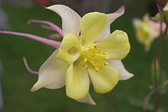 Aquilegia-McKana.gif