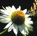 Echinacea--Fragrant-Angel-.gif