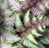 Japanese-Painted-Fern.gif
