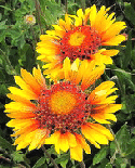 Gaillardia.gif