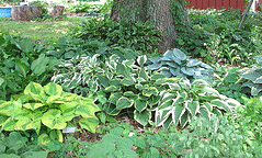 Hosta-garden.gif
