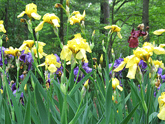 Iris-garden.gif