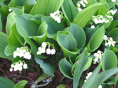 Lily-of-the-Valley.gif