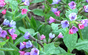 Lungwort.gif