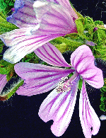Malva-Sylvestris.gif