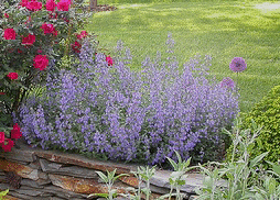 Nepata——Walker-s-Low Catmint.gif