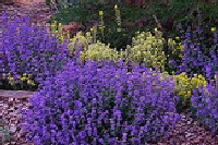 Nepeta--Blue-Wonder--Catmint2.gif