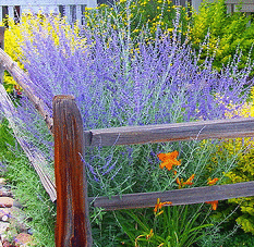 Russian-Sage--Blue-Spires---Golden-Privet--Orange-Daylily.gif