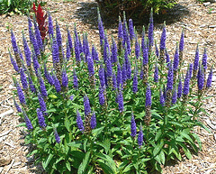 Veronica-Spicata--Royal-Candles-.gif