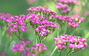 Pink-Yarrow.gif