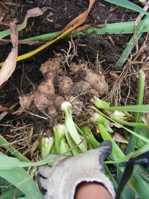 Large clump of young Iris