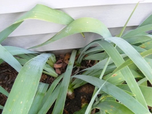 Clumps have spread too close to the structure