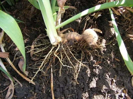 Perfect sized small clump for replanting