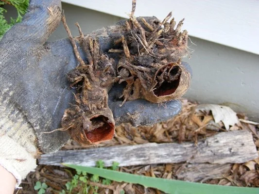 Dried up old rhizomes to discard