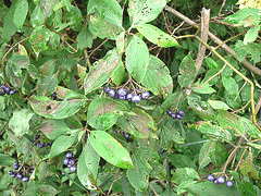 Cornus-amomum--Silky-Dogwood-.gif