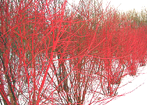 Red-twig-Dogwood.gif