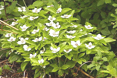 Cornus--canadensis--Bunchberry.gif