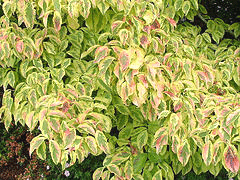 山茱萸——Eligantissima fall-color.gif