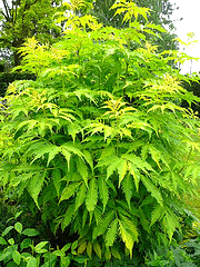 Sutherland-Gold-Elderberry.gif