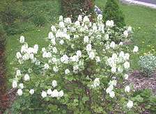 Fothergilla-gardenia.gif