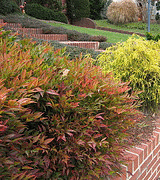 Heavenly-Bamboo--Nandina-.gif
