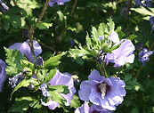 Hibiscus-Bluebird.gif