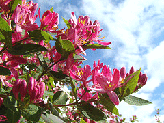 Honeyrose-Honeysuckle.gif
