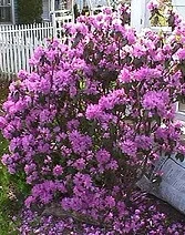 Rhododendron PJM.jpg