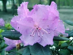 Rhododendron 'Northern Starburst'.jpg