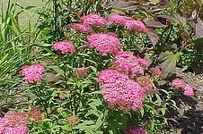'Anthony Waterer' Spirea.jpg