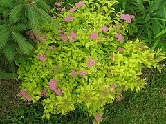 Gold Flame Spirea.jpg