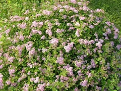 Little Princess Spirea.jpg