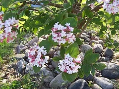 Korean Spice Viburnum.jpg