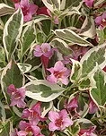 Weigela My Monet.jpg