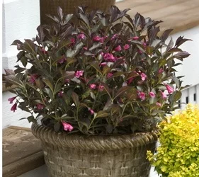 Weigela Wine and Roses.jpg