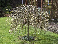 Salix caprea 'Kilmarnock'.jpg