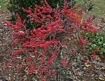 Ilex verticillata 'Red Sprite'.jpg