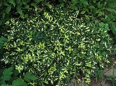 Euonymus fortunei 'Moonshadow'.jpg