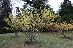 Witch Hazel.jpg