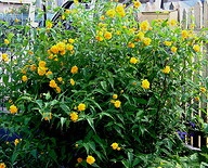 Kerria Japonica Yellow.jpg